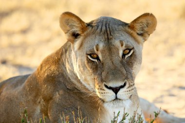 Dişi aslan (Panthera leo) Kalahari çölünde sabah güneşinde sürüsünün geri kalanını arar. Arka planda kuru çalı var. Kapatmak için dişi aslan portresi.