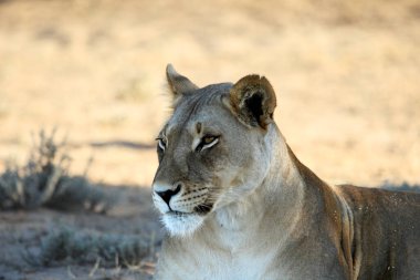 Dişi aslan (Panthera leo) Kalahari çölünde sabah güneşinde sürüsünün geri kalanını arar. Arka planda kuru çalı var. Kapatmak için dişi aslan portresi.