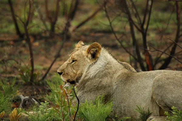 Lioness Panthera Leo Lying Bush Green Grass Morning Sun Pioness — Stock Photo, Image
