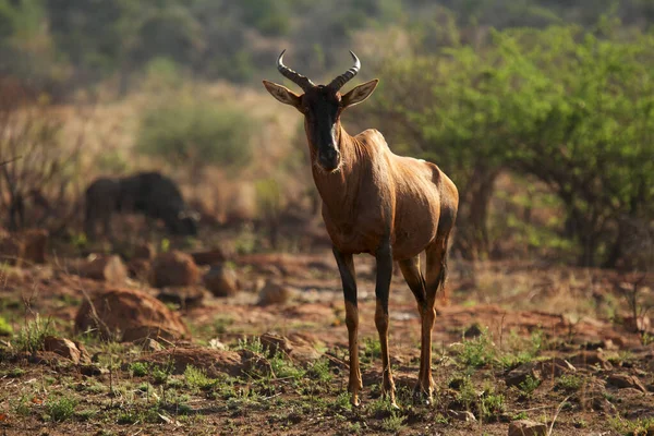 Tsessebe Damaliscus Lunatus Staying Grassland Dry Trees Background Antelope Tsessebe —  Fotos de Stock