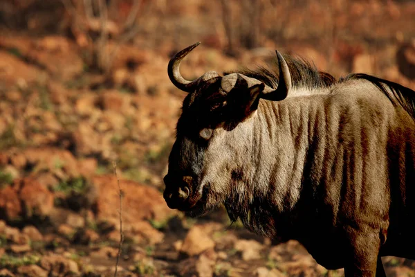 Blue Wildebeest Connochaetes Taurinus Calmly Staying Dry Grassland Feeding Portrait — Stock fotografie