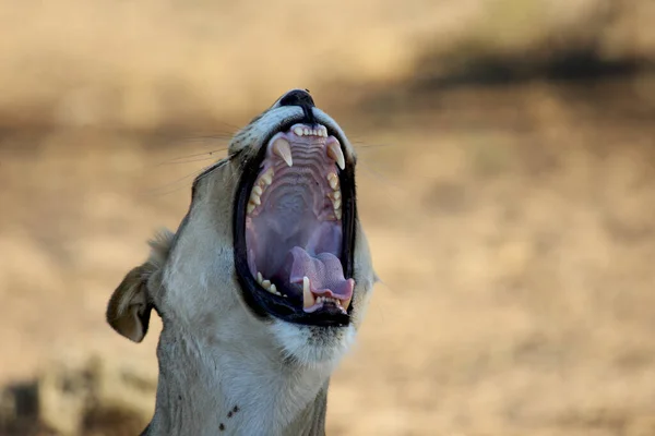 Löwin Panthera Leo Der Kalahari Wüste Und Sucht Den Rest — Stockfoto