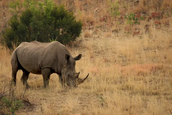 White Rhinoceros Rhino Ceratotherium Simum Staying Grassland Green Trees Background — Zdjęcie stockowe