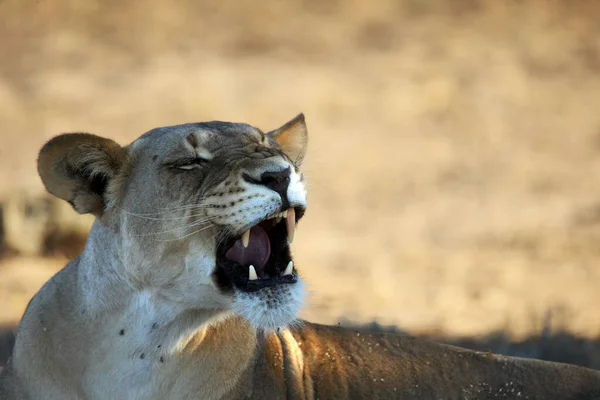 Λέαινα Panthera Leo Στην Έρημο Καλαχάρι Και Ψάχνει Για Υπόλοιπο — Φωτογραφία Αρχείου