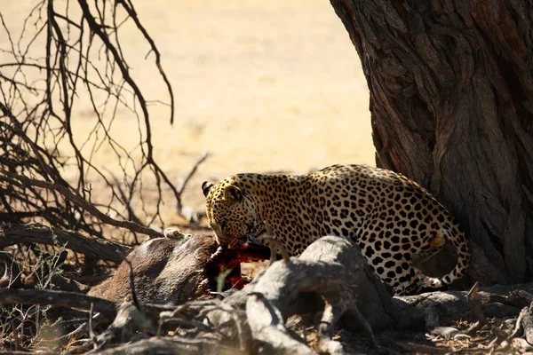 African Leopard Panthera Pardus Pardus Hunt Death Wildebeest Dry Sand — стоковое фото