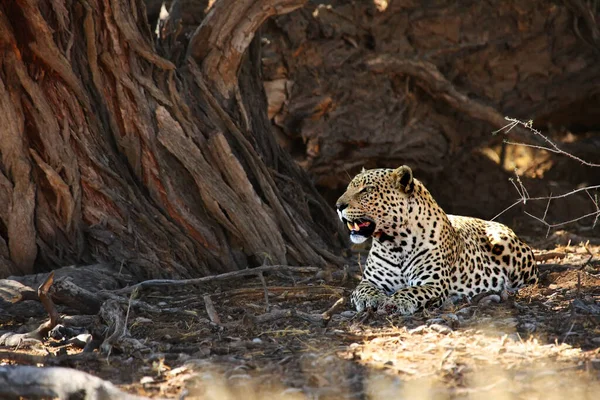 African Leopard Panthera Pardus Pardus Hunt Death Wildebeest Dry Sand — Foto de Stock