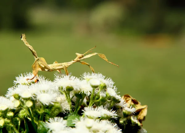 Extatosoma Tiaratum Commonly Known Spiny Leaf Insect Giant Prickly Stick — Stockfoto