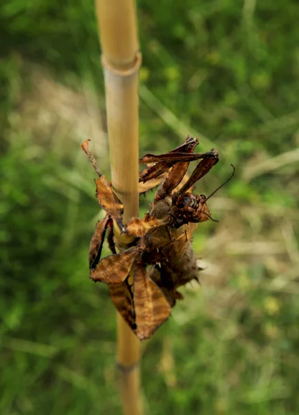 Extatosoma Tiaratum Allgemein Bekannt Als Das Stachelige Blattinsekt Das Riesenstachelinsekt — Stockfoto