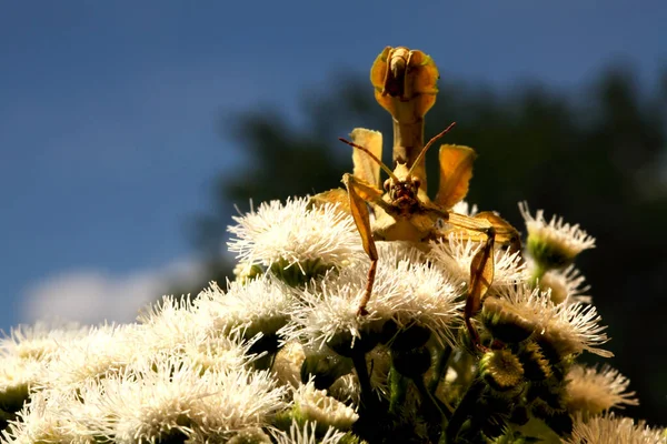 Extatosoma Tiaratum Gemeinhin Als Stacheliges Blattinsekt Bekannt Das Riesenstachelinsekt Macleays — Stockfoto