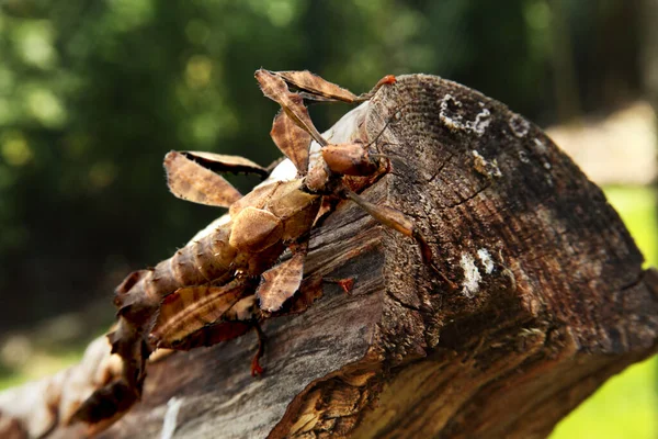Extatosoma Tiaratum Allgemein Bekannt Als Das Stachelige Blattinsekt Das Riesenstachelinsekt — Stockfoto