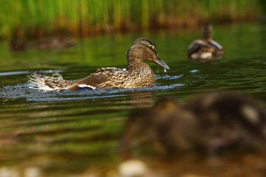 The mallard or wild duck (Anas platyrhynchos) feline feeding on the lake. Morning sun. Small duck in the background. 