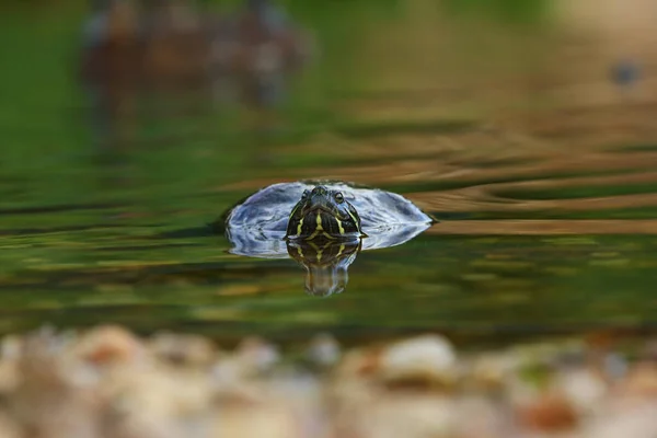 The red-eared slider (Trachemys scripta elegans), is a small fresh water turtle. The red-eared slider turtle in the water. Detail, portrait.