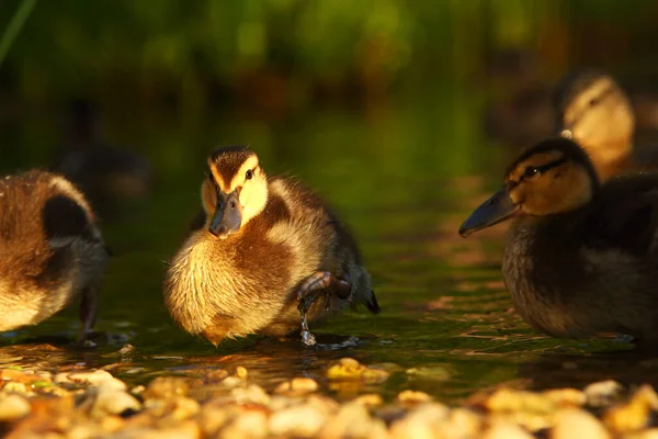 Ánade Real Pato Salvaje Anas Platyrhynchos Pequeño Recién Nacido Alojado — Foto de Stock