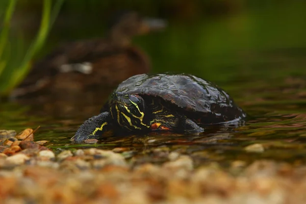 The red-eared slider (Trachemys scripta elegans), is a small fresh water turtle. The red-eared slider turtle going from the water. Detail, portrait.