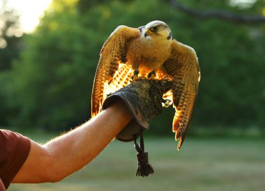 Lanner Falco biarmicus (Falco biarmicus) insanların umurunda. Erkek eli üzerinde Lanner Falcon.