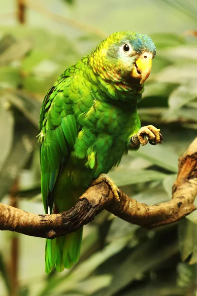 Amazônia Bico Amarelo Amazona Collaria Sentado Antigo Ramo Vertikal Papagaio — Fotografia de Stock