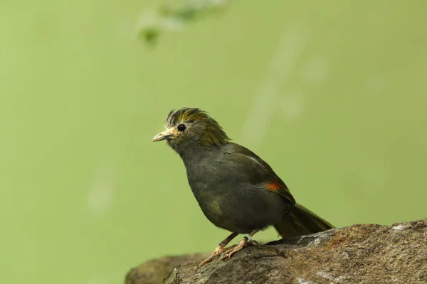 Verger Oriental Chloris Sinica Assis Sur Pierre Grise Fond Vert — Photo