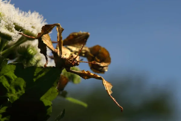 Extatosoma Tiaratum Gemeinhin Als Stacheliges Blattinsekt Bekannt Das Riesenstachelinsekt Macleays — Stockfoto