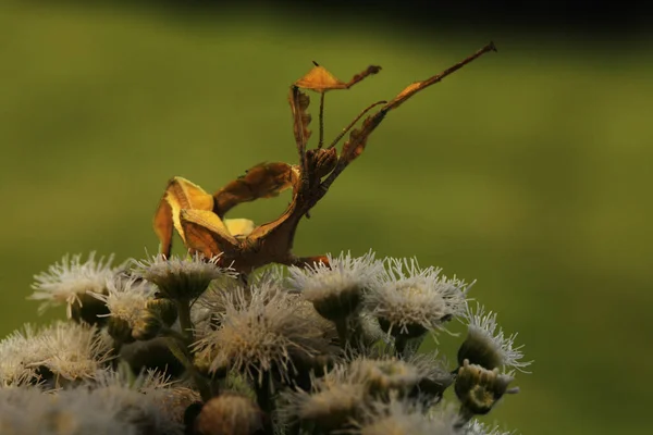 Extatosoma Tiaratum Gemeinhin Als Stacheliges Blattinsekt Bekannt Das Riesenstachelinsekt Macleays — Stockfoto