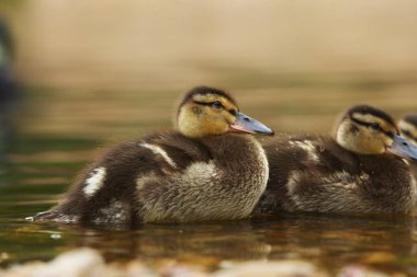 Yaban ördeği ya da yaban ördeği (Anas platyrhynchos) gölde yüzen küçük bir yenidoğan. Sabah güneşi. Yeşil arkaplan.
