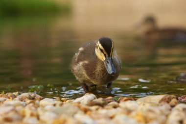 Yaban ördeği ya da yaban ördeği (Anas platyrhynchos) gölde yüzen küçük bir yenidoğan. Sabah güneşi. Yeşil arkaplan.