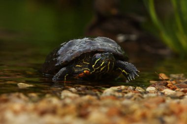 Kırmızı kulaklı sürgülü (Trachemys scripta elegans) küçük bir tatlı su kaplumbağasıdır. Sudan çıkan kırmızı kulaklı sürgülü kaplumbağa. Ayrıntı, portre.
