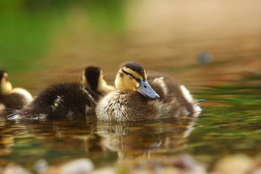 Yaban ördeği ya da yaban ördeği (Anas platyrhynchos) gölde yüzen küçük bir yenidoğan. Sabah güneşi. Yeşil arkaplan.