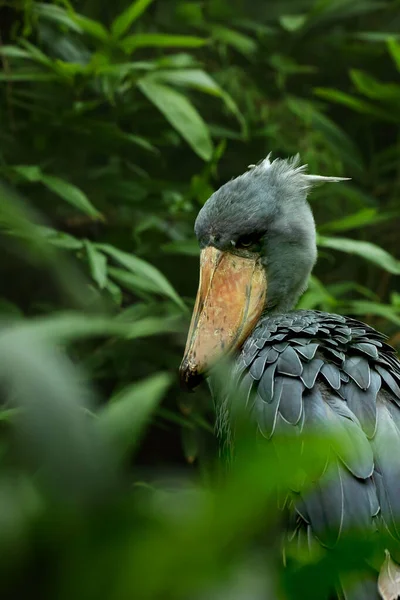 Der Schuhschnabel Balaeniceps Rex Auch Als Walkopf Walkopfstorch Oder Schuhschnabelstorch — Stockfoto