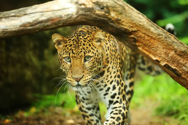 Panthera pardus melas Stock Photos, Royalty Free Panthera pardus melas Images | Depositphotos Panthera pardus melas Stock Photos, Royalty Free Panthera pardus melas Images | Depositphotos