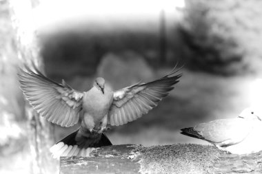 Avrasya yakalı güvercini (Streptopelia decaocto) - yeşil arka planlı kahverengi dalda bulunur. Bir güvercin dallara iniyor. Melek gibi. Siyah ve beyaz.