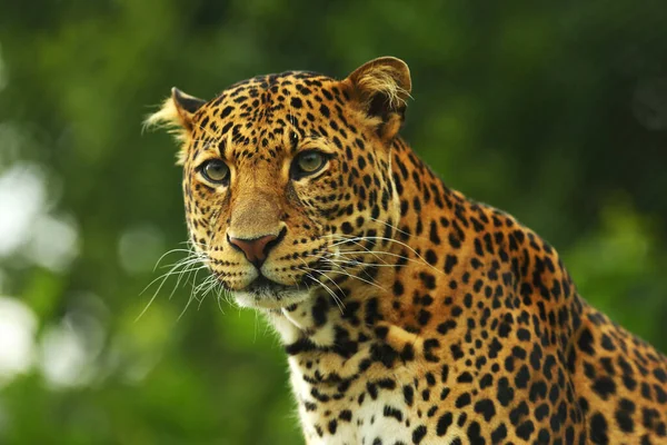 Javan Leopard Panthera Pardus Melas Sitting Big Green Tree Morning — Stock Photo, Image