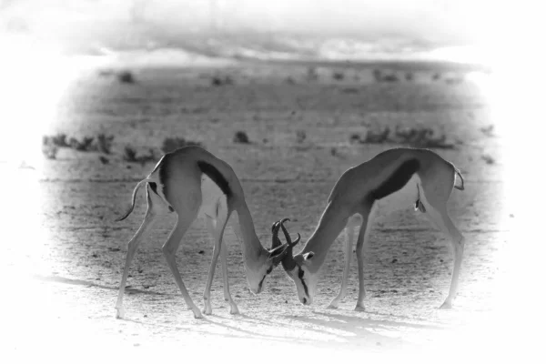 Dois Springboks Antidorcas Marsupialis Machos Lutando Deserto Kalahari Springboks Areia — Fotografia de Stock