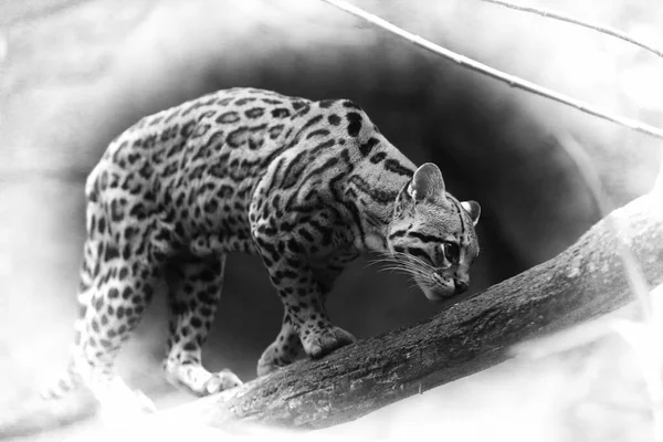 Chat Tacheté Amérique Leopardus Pardalis Marchant Sur Vieille Grande Branche — Photo