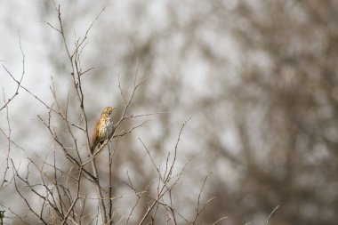 The song thrush (Turdus philomelos) sitting on the small brown branch. Grey background. Morning sun. Middle size song bird. clipart