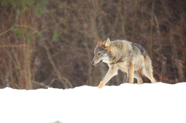 Kar fırtınasında vahşi Avrupa kurdu (Canis lupus lupus). Avrupai vahşi kurt karda yiyecek arıyor. Kar yağıyor..