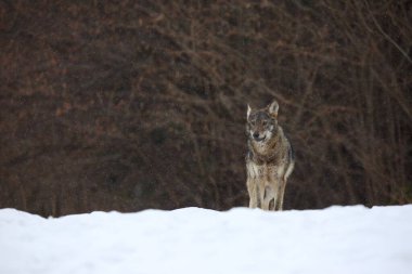 Kar fırtınasında vahşi Avrupa kurdu (Canis lupus lupus). Avrupai vahşi kurt karda yiyecek arıyor. Kar yağıyor..