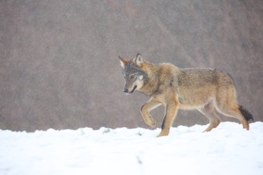 Kar fırtınasında vahşi Avrupa kurdu (Canis lupus lupus). Avrupai vahşi kurt karda yiyecek arıyor. Kar yağıyor..