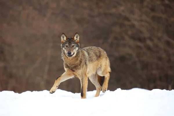 Wilde Europese Wolf Canis Lupus Lupus Sneeuwstorm Europese Wilde Wolf Rechtenvrije Stockfoto's