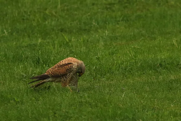 Common Kestrel Falco Tinnunculus Після Полювання Звичайний Центроплан Сидить Траві — стокове фото