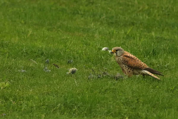 Common Kestrel Falco Tinnunculus После Охоты Обычная Цензура Сидящая Траве Стоковая Картинка