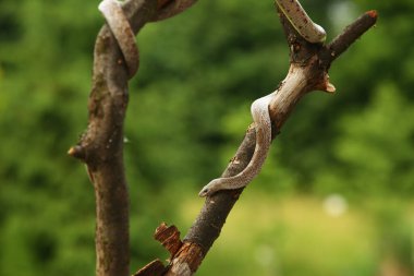 Mısır yılanı (Pantherophis guttatus veya Elaphe guttata) dalda asılıdır. Asılı bir orman yılanı fareyi yiyor. Yeşil arkaplan. 