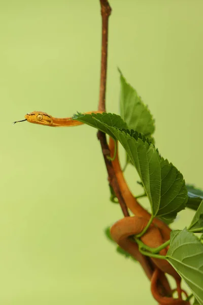 Boa Dell Albero Amazzonico Corallus Hortulanus Appeso Ramo Verde Serpente — Foto Stock