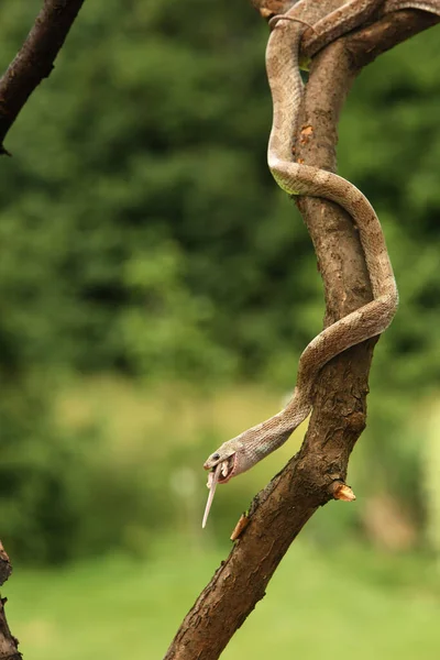Serpente Mais Pantherophis Guttatus Elaphe Guttata Appeso Ramo Serpente Appeso — Foto Stock