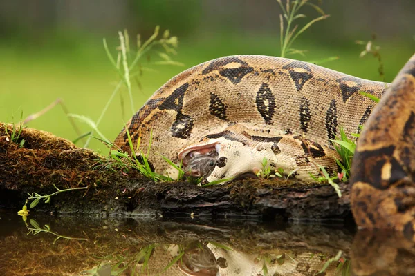 Boa Constricteur Boa Constrictor Aussi Appelé Boa Queue Rousse Boa — Photo