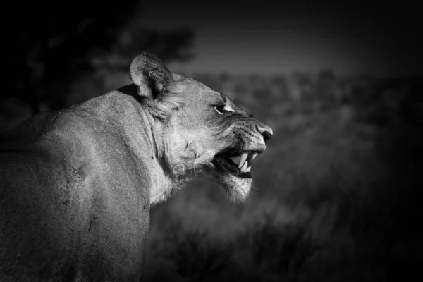 Dişi Aslan Panthera Leo Kalahari Çölü Nde Kumda Yatıyor Ağzını — Stok fotoğraf