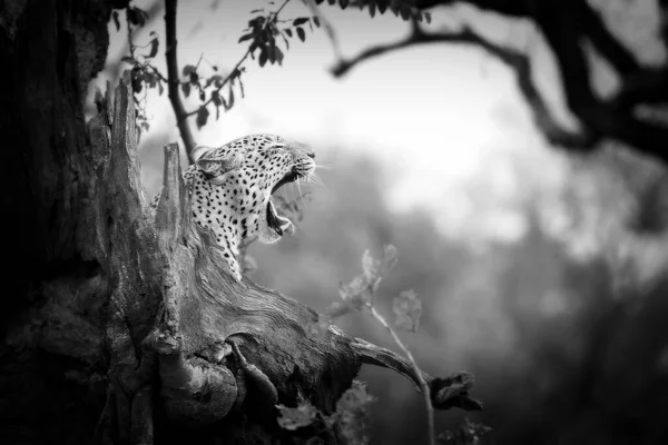 Αφρικανική Λεοπάρδαλη Panthera Pardus Pardus Αρσενικό Στο Κυνήγι Κυνήγι Αφρικανικό Royalty Free Εικόνες Αρχείου