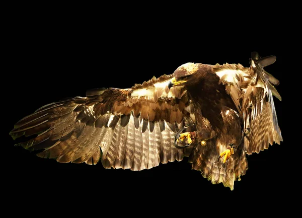 Степной Орел Aquila Nipalensis Летит Близко Камере Степной Орёл Летит Стоковое Фото