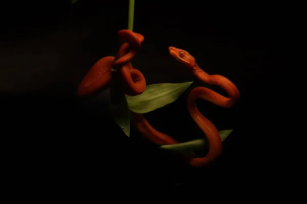 Амазонский Буа Corallus Hallus Ulanus Свисающий Зеленой Ветки Золотая Змея Стоковое Фото
