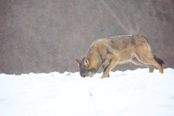 Wilde Europese Wolf Canis Lupus Lupus Sneeuwstorm Europese Wilde Wolf Rechtenvrije Stockfoto's