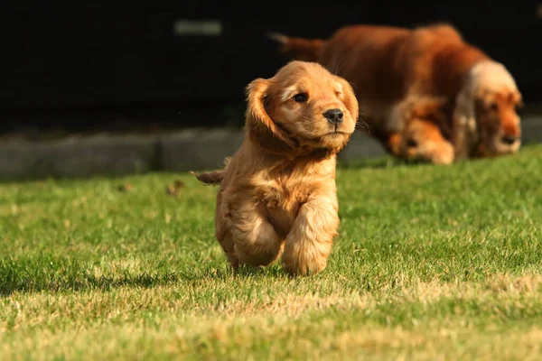 令人惊叹的 新生的和可爱的红色英国科克猎犬与它的母亲细节 可爱的红色科克猎犬小狗在绿色的草地上在妈妈身边跑来跑去 晨阳西下 绿色背景 — 图库照片